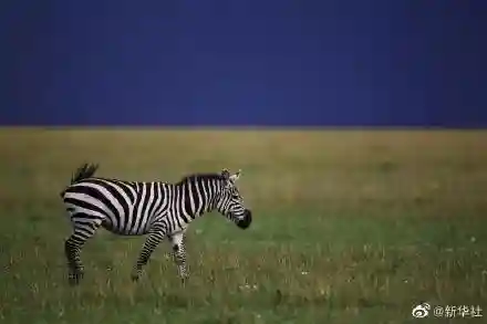 斑马是黑底白纹还是白底黑纹？