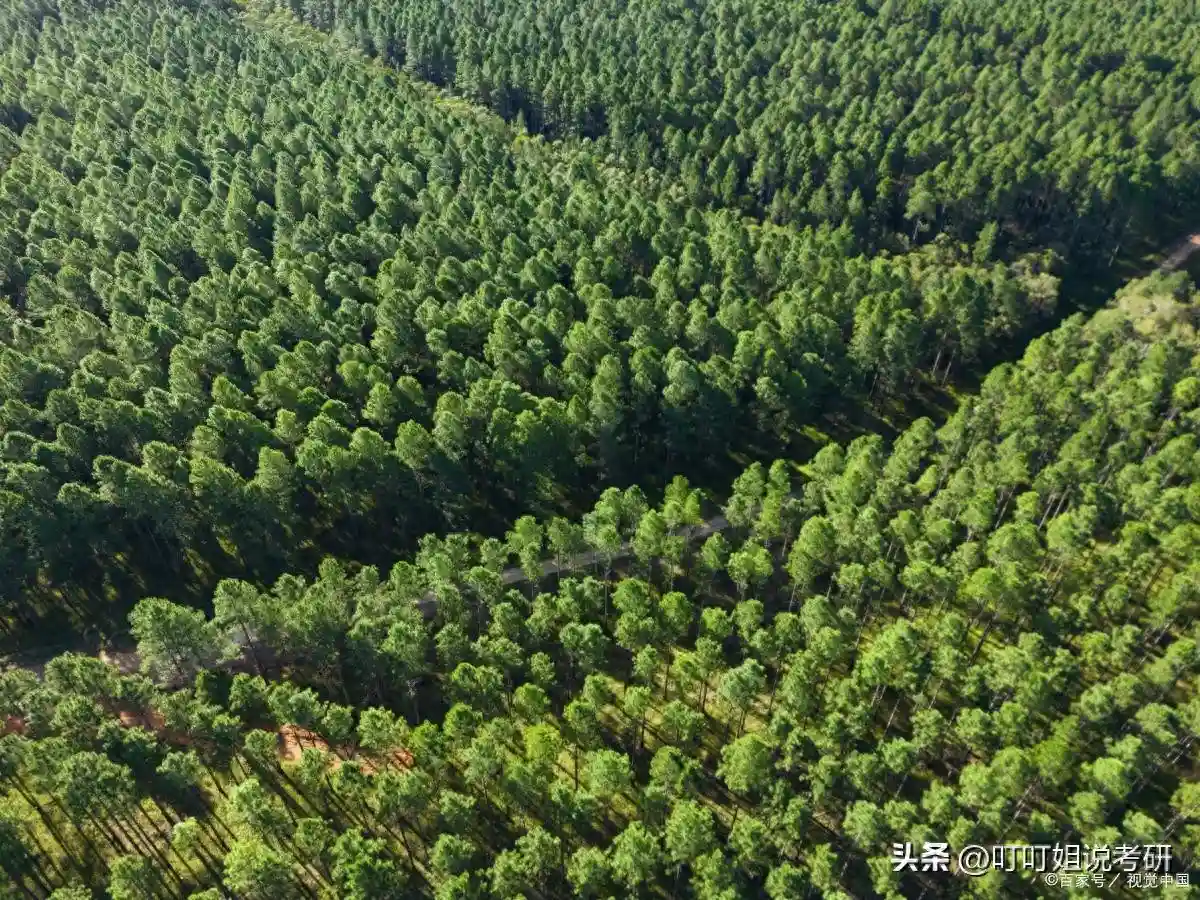 林业专业研究方向、必达分数、五星院校推荐、就业方向分析