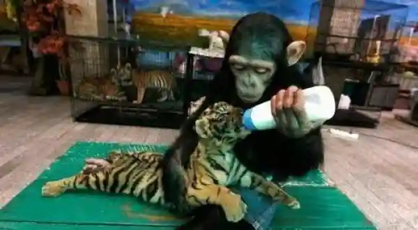 猩猩给老虎喂奶，饲养员看到后决定收它为徒