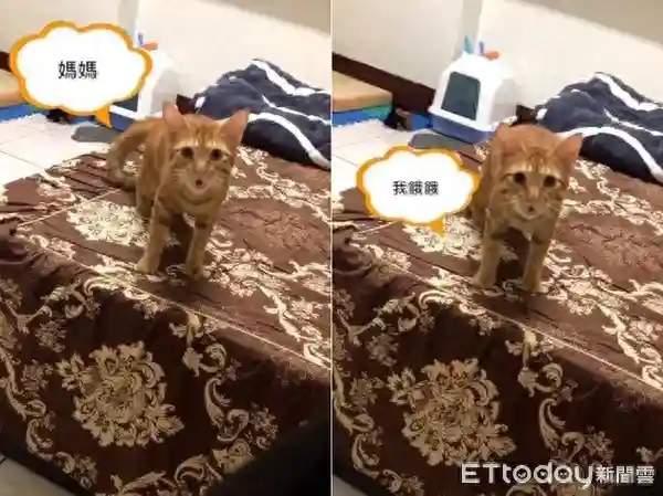 橘猫奶音喊“妈妈、我饿”超标准