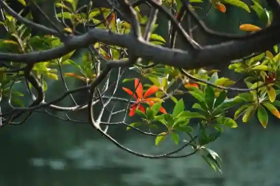 金风送爽，校园如画，沪上高校迎来秋日美景