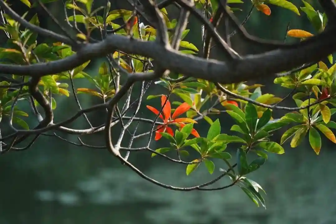 金风送爽，校园如画，一起来看沪上高校秋日美景！