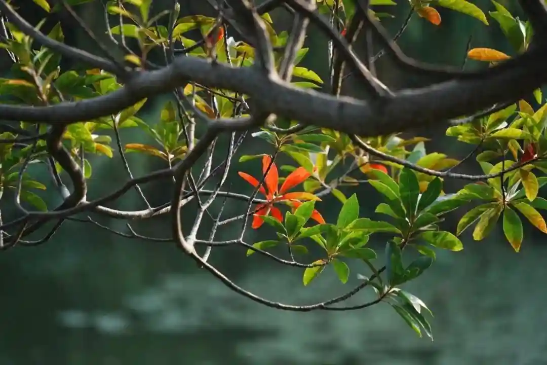 金风送爽，校园如画，一起来看沪上高校秋日美景→
