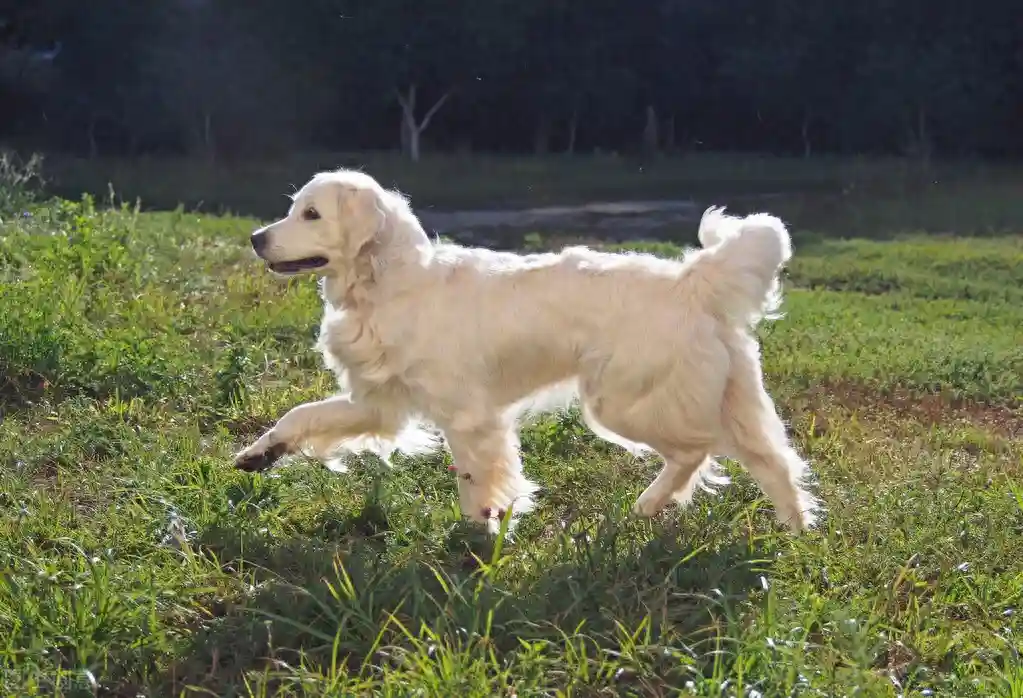 82、（双语科普）学英语，看世界：“金毛寻回犬”